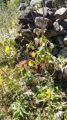 Colquhounia coccinea