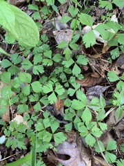 Anemonoides quinquefolia