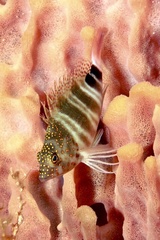 Redspotted Hawkfish photo 3