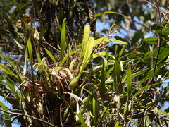 Prosthechea squalida
