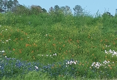 Gaillardia pulchella