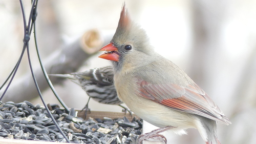 Northern Cardinal photographed in South Dakota