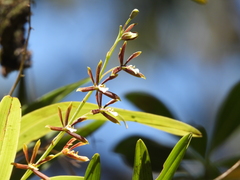 Prosthechea squalida