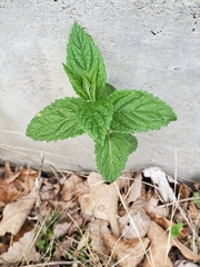 Lysimachia clethroides
