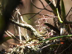 Epidendrum anisatum