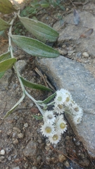 Anaphalis nepalensis