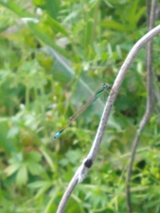Ischnura ramburii