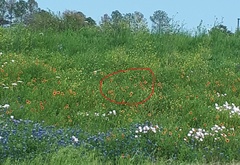 Gaillardia pulchella