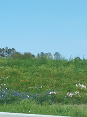 Gaillardia pulchella