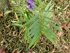 Angelonia angustifolia