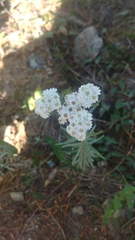 Anaphalis nepalensis