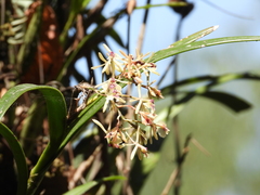 Epidendrum anisatum