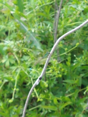 Ischnura ramburii
