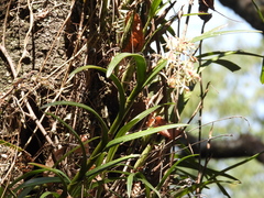 Epidendrum anisatum