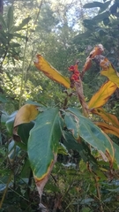 Hedychium spicatum