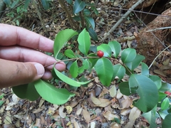 Eugenia pseudopsidium