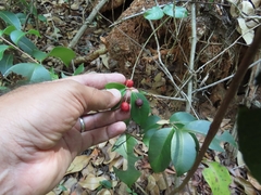 Eugenia pseudopsidium
