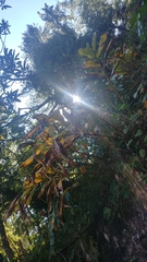Hedychium spicatum