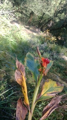 Hedychium spicatum