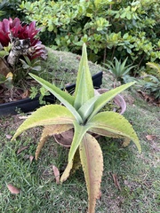 Kalanchoe gastonis-bonnieri