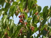 Mexican Mulberry - Photo (c) Ignacio Torres-García, some rights reserved (CC BY-NC), uploaded by Ignacio Torres-García
