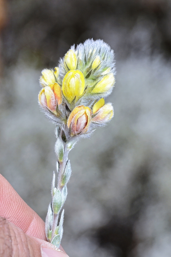 Silversilk Capegorse