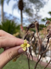 Kalanchoe gastonis-bonnieri