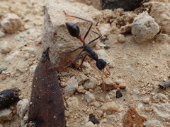 Myrmecia rufinodis
