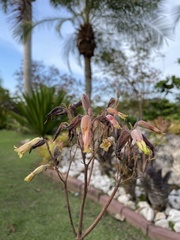 Kalanchoe gastonis-bonnieri