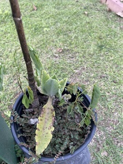 Kalanchoe gastonis-bonnieri