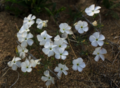 Linanthus dichotomus
