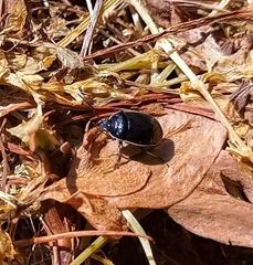 Sehirus cinctus albonotatus
