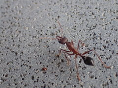 Myrmecia forficata