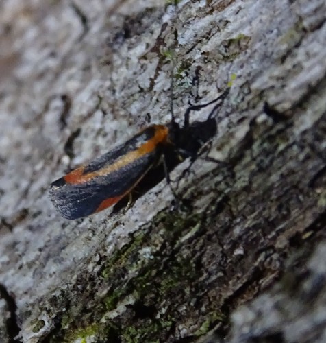 Subject Lichen Moth photo 2