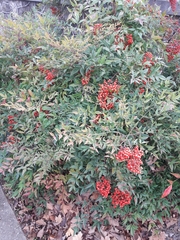 Nandina domestica