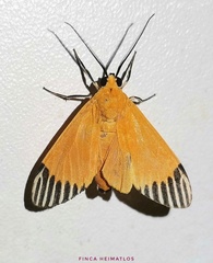 Uranophora walkeri
