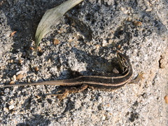 Liolaemus cyanogaster