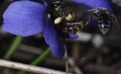 Andrena violae