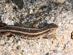 Liolaemus cyanogaster