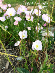 Oenothera speciosa