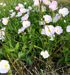 Oenothera speciosa