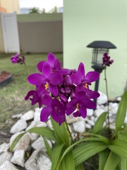 Spathoglottis unguiculata