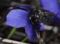 Andrena violae