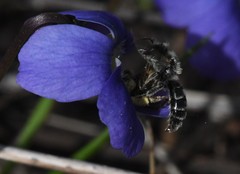 Andrena violae