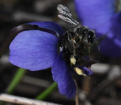 Andrena violae