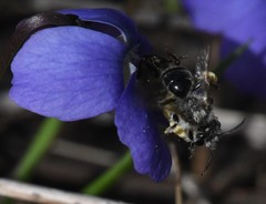Andrena violae