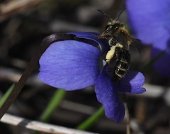 Andrena violae