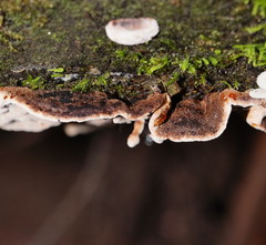 Datronia brunneoleuca