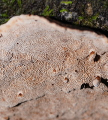 Datronia brunneoleuca