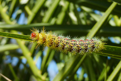 Pseudautomeris grammivora